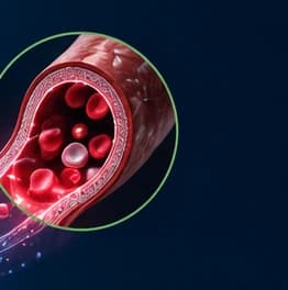 Cross-section of a blood vessel with red blood cells flowing through, illustrating how carbon dioxide helps vessels relax and expand