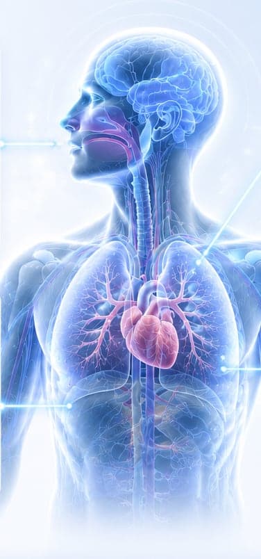 Translucent view of the human body highlighting the brain, lungs, heart, and circulatory system