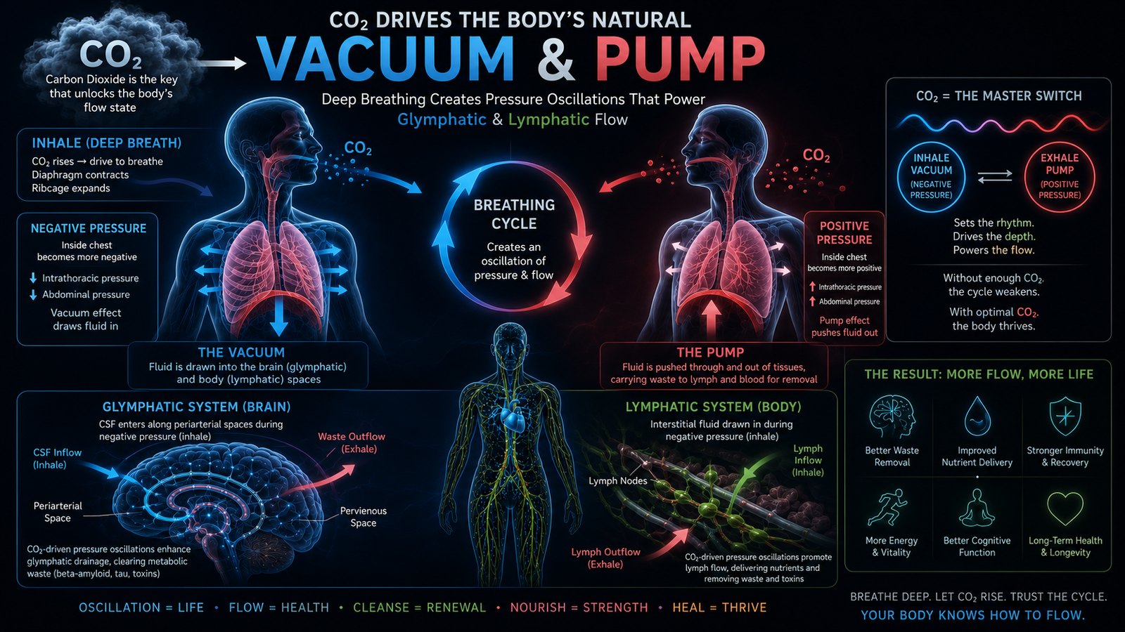 CO2 drives the body's natural vacuum and pump: the inhale draws fluid into the brain and body, the exhale pushes waste out