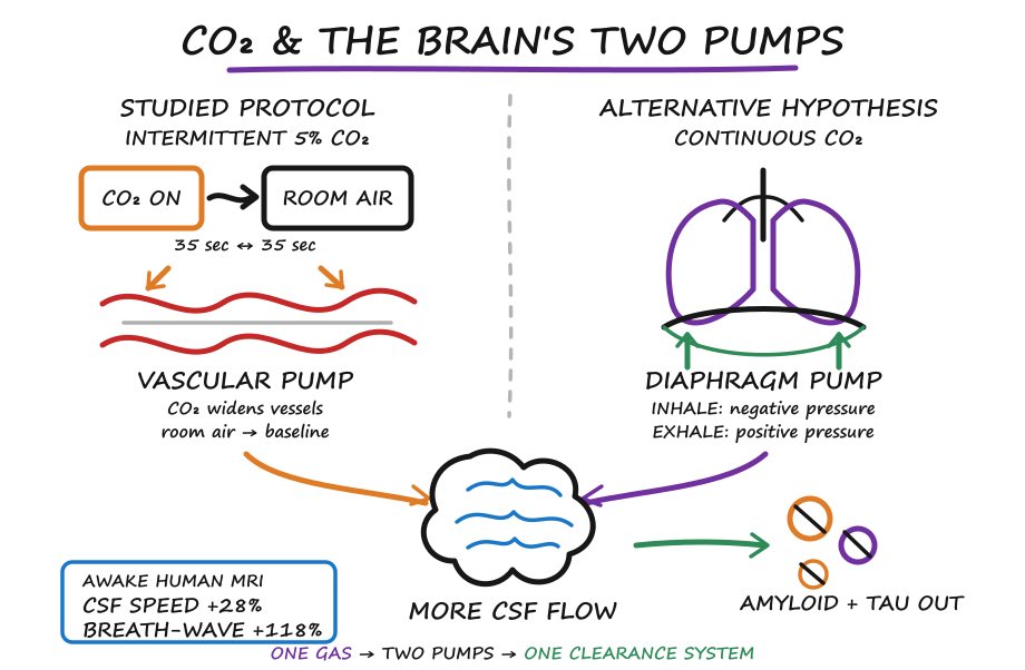 The full whiteboard: CO2 and the brain's two pumps, the studied vascular protocol beside the continuous-CO2 diaphragmatic hypothesis