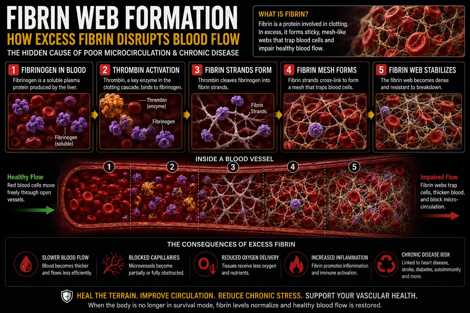 Illustration — fibrin web formation and how excess fibrin disrupts blood flow