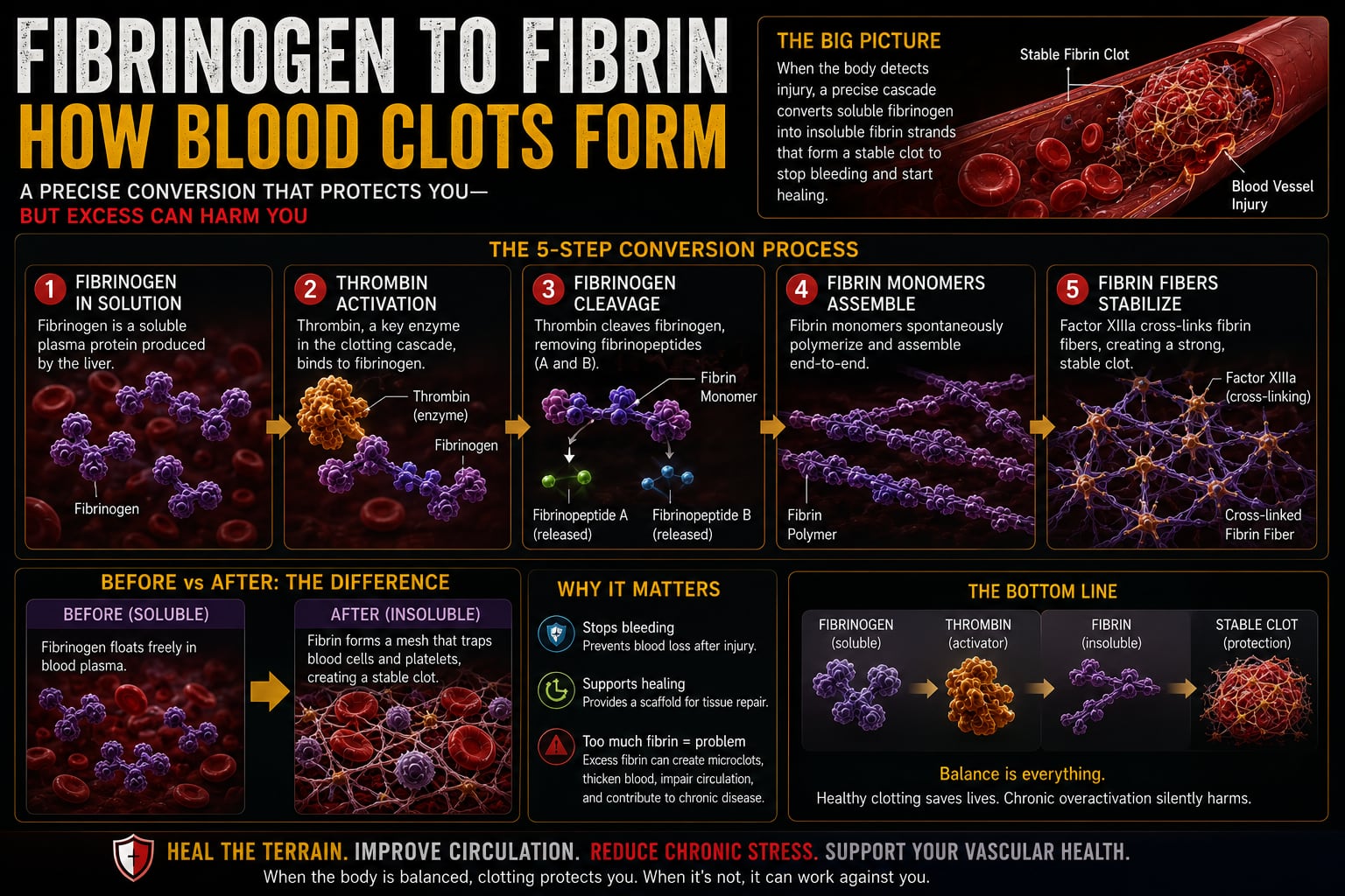 Illustration — clotting activity rising under chronic stress