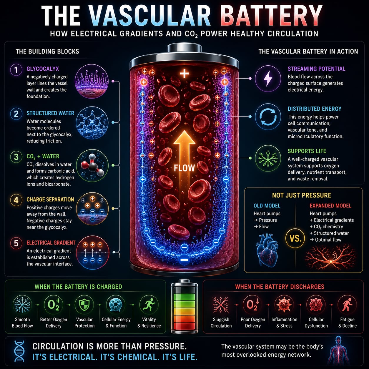 Illustration — the vascular battery and streaming potential