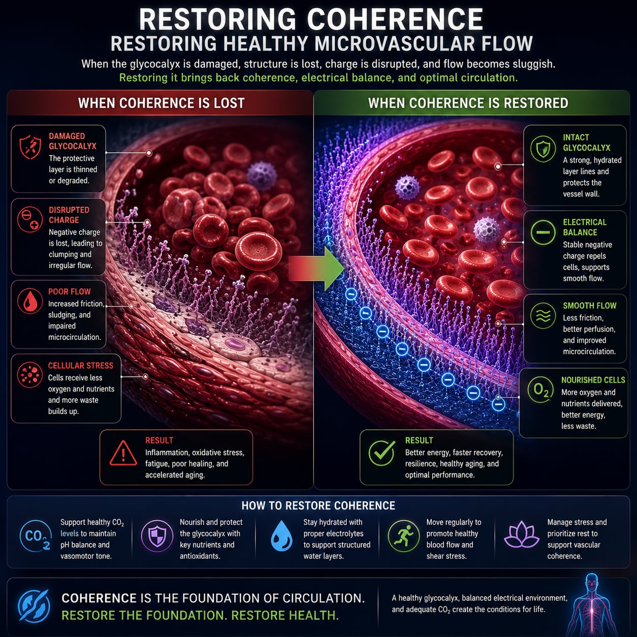Illustration — organized blood flow at the microscopic level