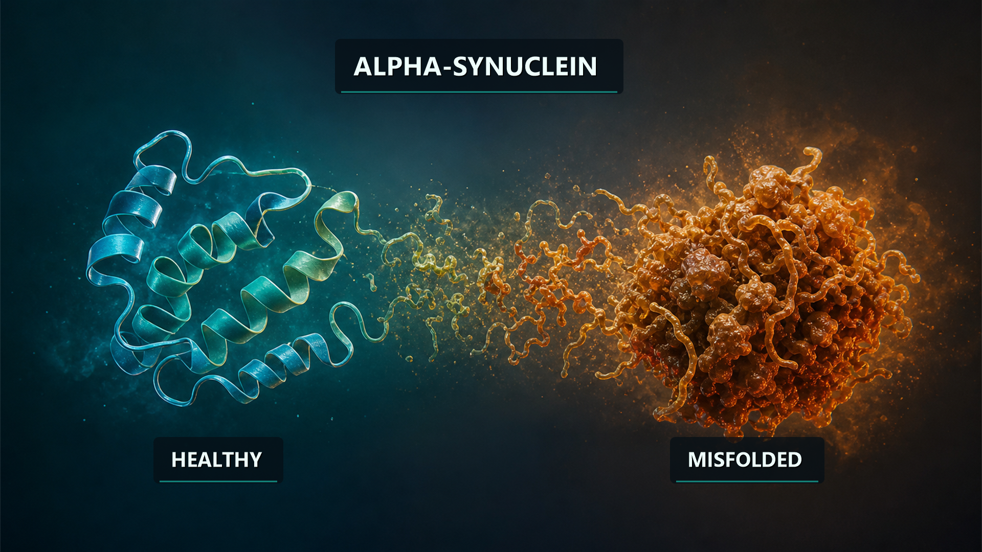Alpha-synuclein folding correctly and then misfolding into a clump