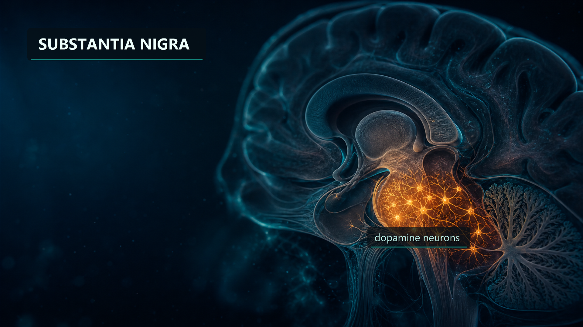 The substantia nigra and its dopamine-producing neurons