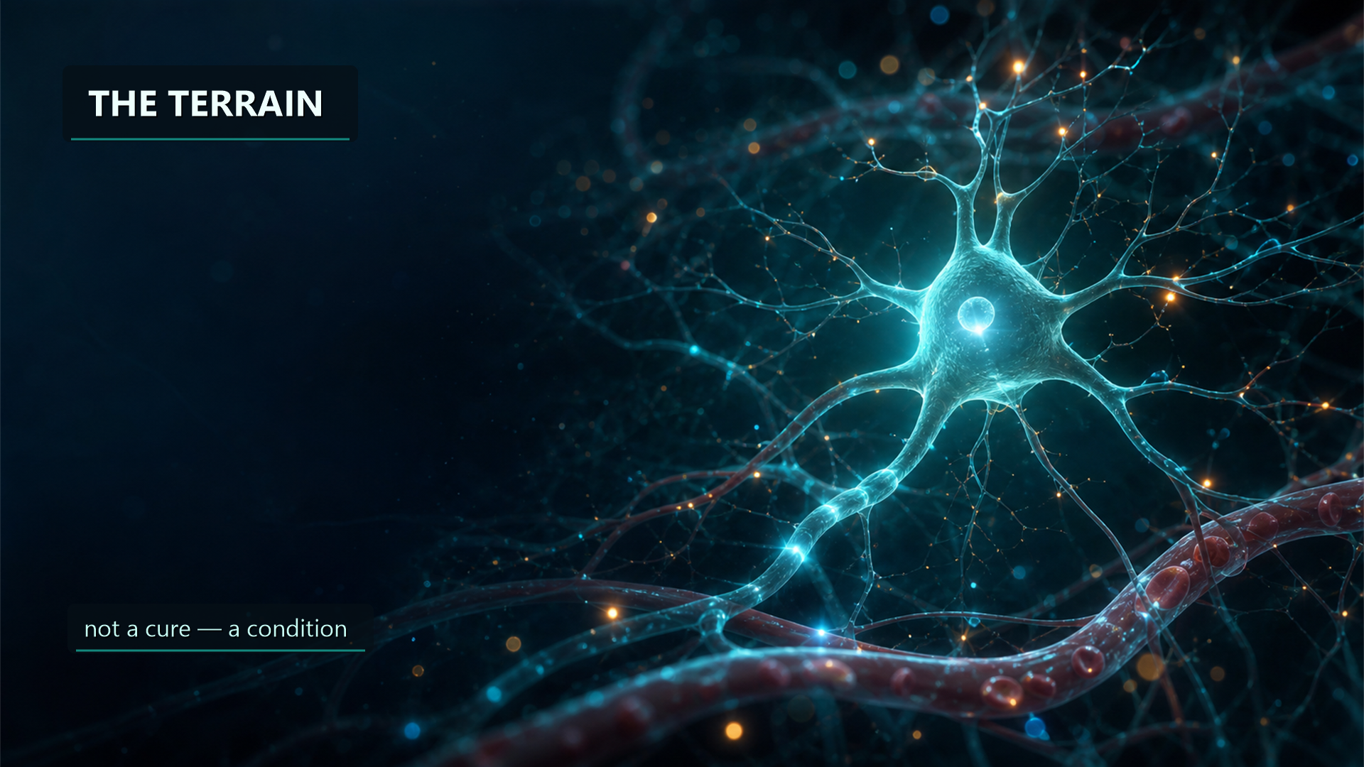 A healthy neuron thriving in a living terrain